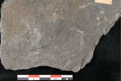 Foto (Detailansicht) von Asterophyllites longifolius Sternbg. (NHMW-GEO-2024-0188-11279)
